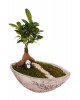 Kayık Saksıda Ficus Ginseng Bonsai